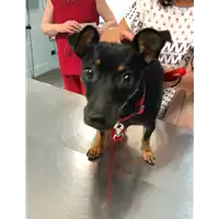 Foto dell\'animale cane - Matr. 2019/1759 - Microchip 380260043680533