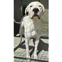 Foto dell\'animale cane - Matr. 2019/1761 - Microchip 380260002843501