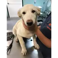 Foto dell\'animale cane - Matr. 2019/1766 - Microchip 380260043853938