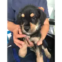 Foto dell\'animale cane - Matr. 2019/1763 - Microchip 380260043681164