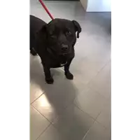 cane - Matr. 2014/0418 - Microchip 380260000699348