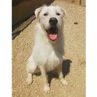 Foto dell\'animale cane - Matr. 2019/1774 - Microchip 380260043873229