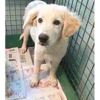 Foto dell\'animale cane - Matr. 2019/1777 - Microchip 380260043869933