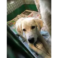 Foto dell\'animale cane - Matr. 2019/1778 - Microchip 380260043873269