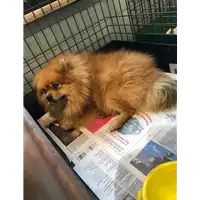 Foto dell\'animale cane - Matr. 2019/1780 - Microchip 380260100367472