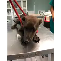 Foto dell\'animale cane - Matr. 2019/1781 - Microchip 380260043853811