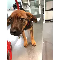 Foto dell\'animale cane - Matr. 2019/1783 - Microchip 380260043854006
