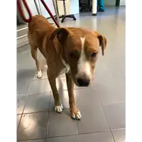 Foto dell\'animale cane - Matr. 2019/1784 - Microchip 380260043869576