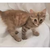 Foto dell\'animale gatto - Matr. 2019/1786 - Microchip 380260043870178