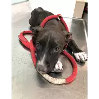Foto dell\'animale cane - Matr. 2019/1799 - Microchip 380260043854152