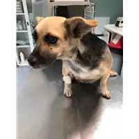 Foto dell\'animale cane - Matr. 2019/1801 - Microchip 380260043853742
