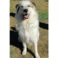 Foto dell\'animale cane - Matr. 2019/1788 - Microchip 380260101560855