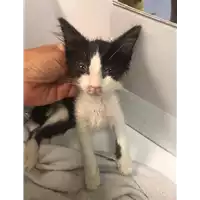 Foto dell\'animale gatto - Matr. 2019/1802 - Microchip 380260043854049