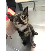 Foto dell\'animale gatto - Matr. 2019/1805 - Microchip 380260043854289
