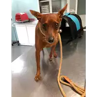 Foto dell\'animale cane - Matr. 2019/1807 - Microchip 380260043853710