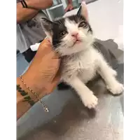 Foto dell\'animale gatto - Matr. 2019/1808 - Microchip 380260043854133
