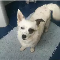 Foto dell\'animale cane - Matr. 2019/1809 - Microchip 112093400004506