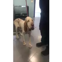 Foto dell\'animale cane - Matr. 2019/1811 - Microchip 380260043641015