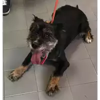 Foto dell\'animale cane - Matr. 2019/1820 - Microchip 380260043872731