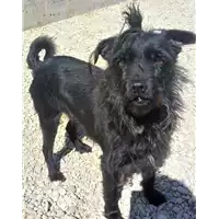 Foto dell\'animale cane - Matr. 2019/1824 - Microchip 380260040135706