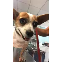 Foto dell\'animale cane - Matr. 2019/1822 - Microchip 985121012308678