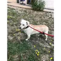 Foto dell\'animale cane - Matr. 2019/1825 - Microchip 380260043681173