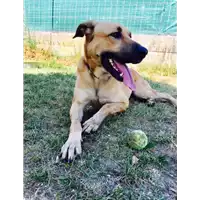 Foto dell\'animale cane - Matr. 2017/0265 - Microchip 380260002321748