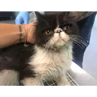 Foto dell\'animale gatto - Matr. 2019/1830 - Microchip 380260043680946