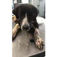 Foto dell\'animale cane - Matr. 2019/1832 - Microchip 380260043872558