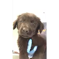 Foto dell\'animale cane - Matr. 2019/1833 - Microchip 380260043869650