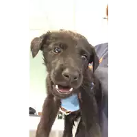Foto dell\'animale cane - Matr. 2019/1834 - Microchip 380260043873307