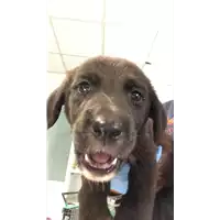 Foto dell\'animale cane - Matr. 2019/1835 - Microchip 380260043869828