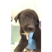 Foto dell\'animale cane - Matr. 2019/1836 - Microchip 380260043869804