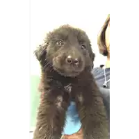 Foto dell\'animale cane - Matr. 2019/1838 - Microchip 380260043872596