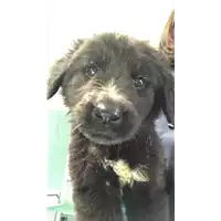 Foto dell\'animale cane - Matr. 2019/1839 - Microchip 380260043872723