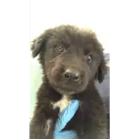 Foto dell\'animale cane - Matr. 2019/1840 - Microchip 380260043869773