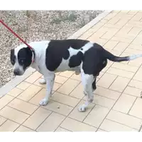Foto dell\'animale cane - Matr. 2019/1845 - Microchip 380260002237211
