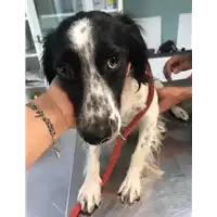 Foto dell\'animale cane - Matr. 2019/1844 - Microchip 380260043870049