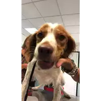 Foto dell\'animale cane - Matr. 2019/1847 - Microchip 380260043872581