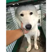 Foto dell\'animale cane - Matr. 2019/1849 - Microchip 380260043547100