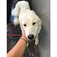 Foto dell\'animale cane - Matr. 2019/1848 - Microchip 380260043573370