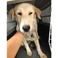 Foto dell\'animale cane - Matr. 2019/1850 - Microchip 380260043869572
