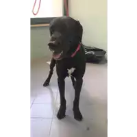 Foto dell\'animale cane - Matr. 2019/1841 - Microchip 380260043869718