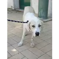 Foto dell\'animale cane - Matr. 2019/1851 - Microchip 380260043869499