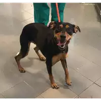 Foto dell\'animale cane - Matr. 2019/1852 - Microchip 380260043680491