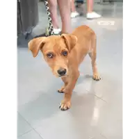 Foto dell\'animale cane - Matr. 2019/1853 - Microchip 380260043686625