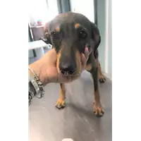 Foto dell\'animale cane - Matr. 2019/1856 - Microchip 380260043686507