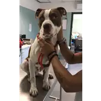 Foto dell\'animale cane - Matr. 2019/1857 - Microchip 380260043686612