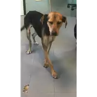 Foto dell\'animale cane - Matr. 2019/1858 - Microchip 380260043640251