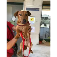 Foto dell\'animale cane - Matr. 2019/1859 - Microchip 380260100368781